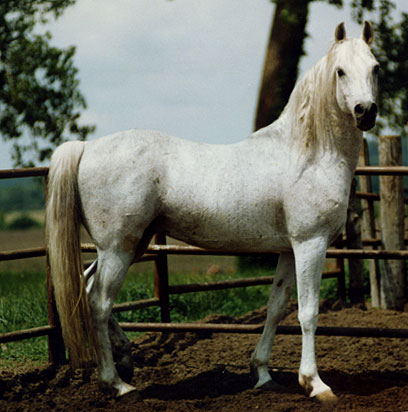 Alaadri