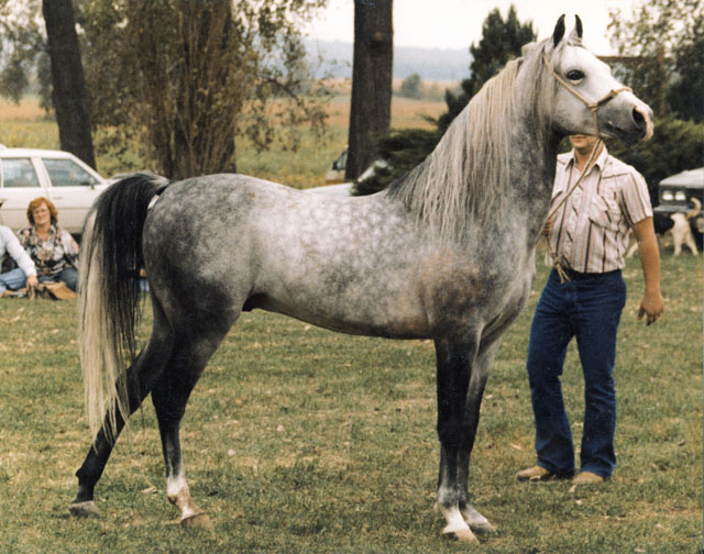 Brimstone 1970s 1950s through 1970s Davenport Arabian Horses
