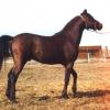 Wotan