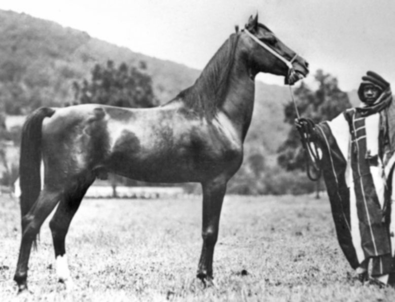 *Houran 26 Foundation Davenport Arabian Horses Davenport Arabian