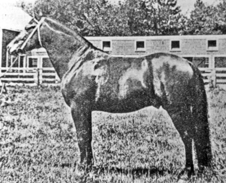 *Antar 37 Foundation Davenport Arabian Horses Davenport Arabian