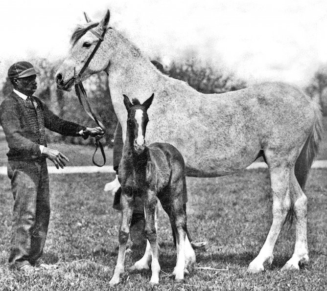 *Reshan 38 Foundation Davenport Arabian Horses Davenport Arabian