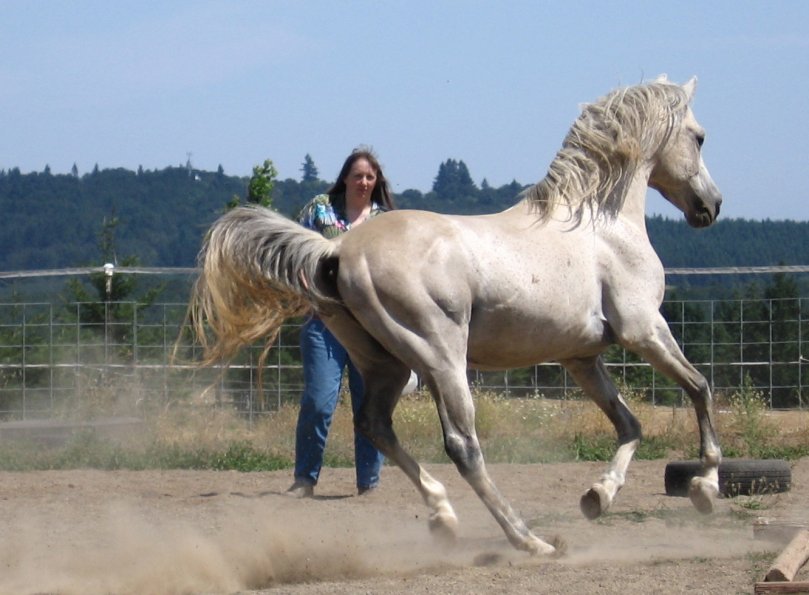 Zachary CF 1990s Modern Horses Davenport Arabian Horses