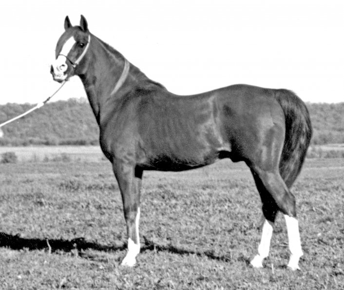 Tripoli Tripoli Second Foundation Davenport Arabian Horses